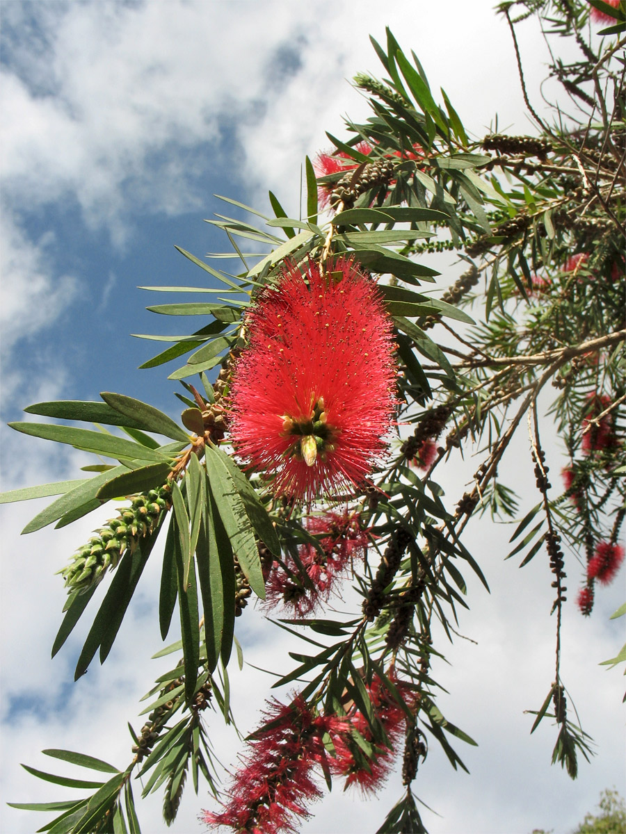 Изображение особи род Callistemon.