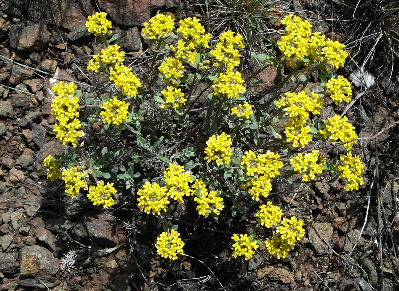 Image of Odontarrhena tortuosa specimen.