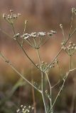 Oedibasis apiculata. Цветущее растение. Южный Казахстан, Восточный Кызылкум. 02.05.2010.