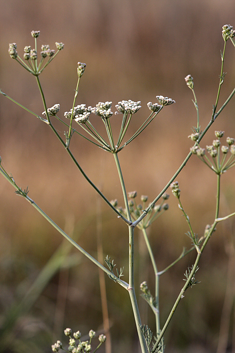 Image of Oedibasis apiculata specimen.