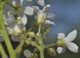 Cardamine leucantha. Часть соцветия (вид снизу). Приморский край, окр. пос. Дунай, опушка широколиственного леса. 31.05.2020.