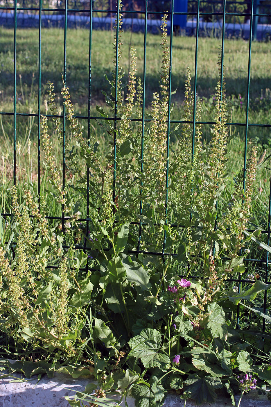 Image of Rumex drobovii specimen.