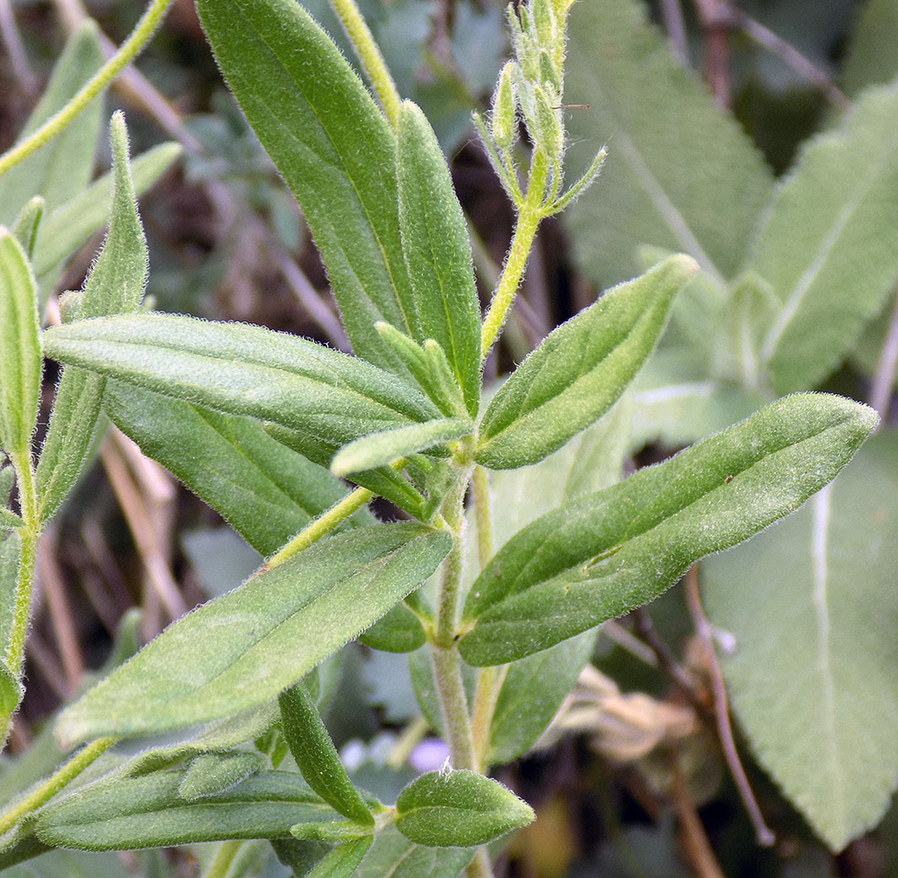 Изображение особи Veronica dentata.