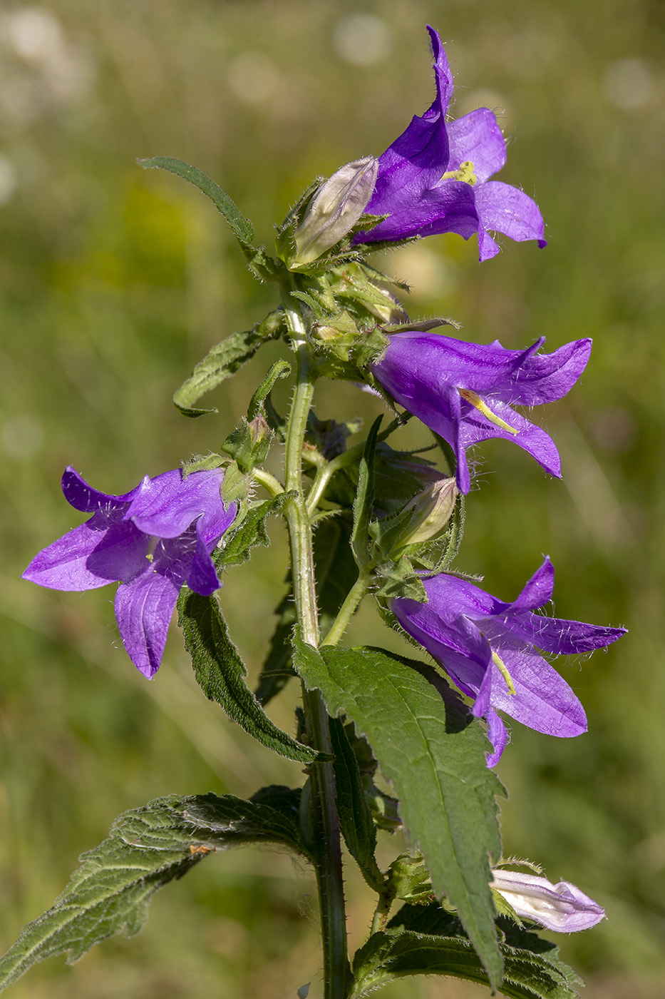 Image of Campanula trachelium specimen.