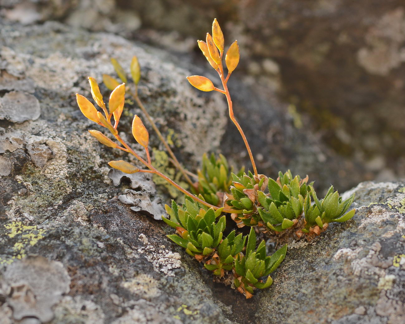 Image of Draba lactea specimen.