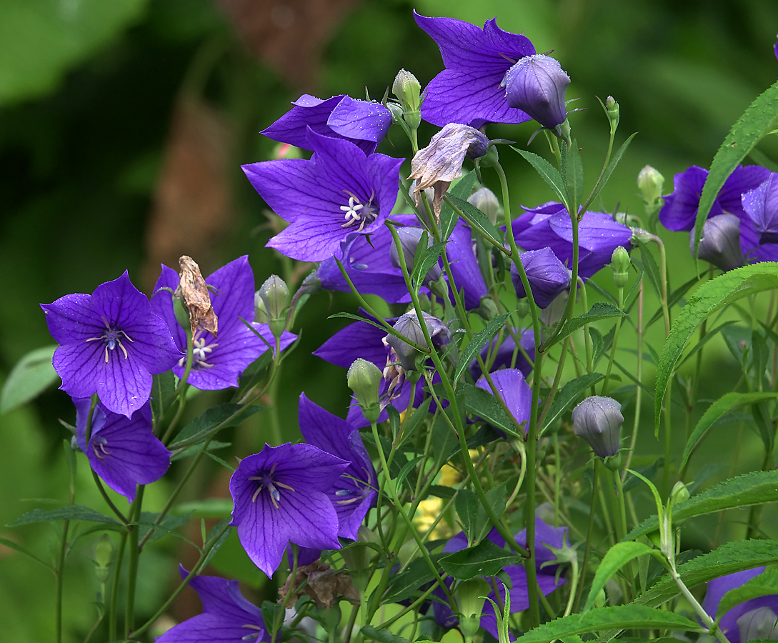 Изображение особи Platycodon grandiflorus.