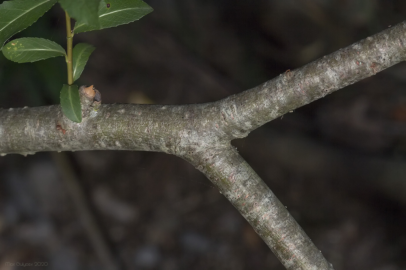Image of Salix × alopecuroides specimen.