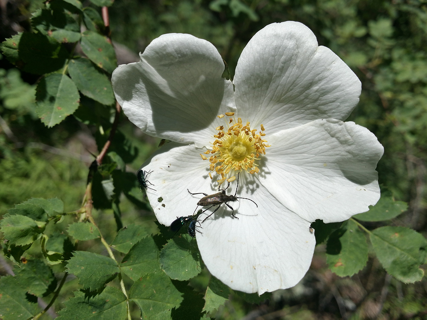 Image of Rosa alberti specimen.