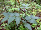 Lathyrus vernus. Верхушка плодоносящего растения. Свердловская обл., окр. г. Среднеуральск, дер. Коптяки, опушка смешанного леса. 13.06.2010.