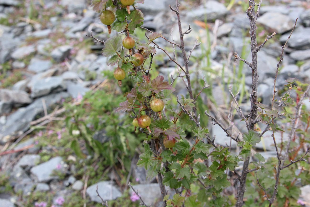 Изображение особи Grossularia acicularis.