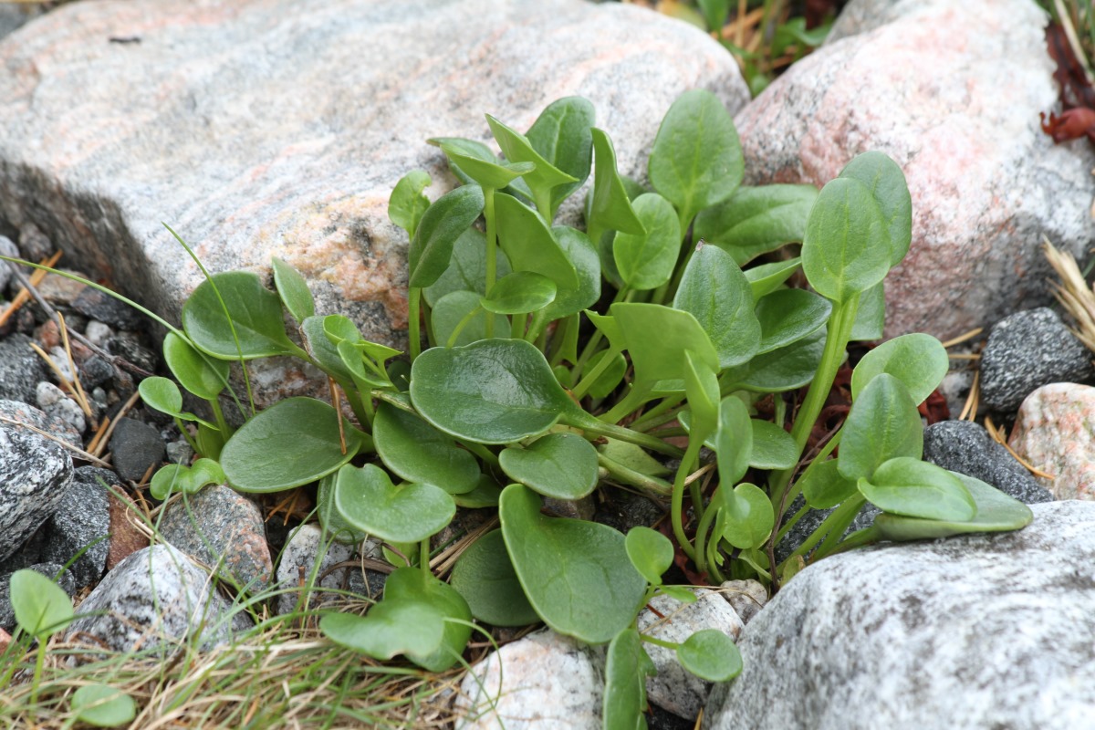 Image of genus Cochlearia specimen.