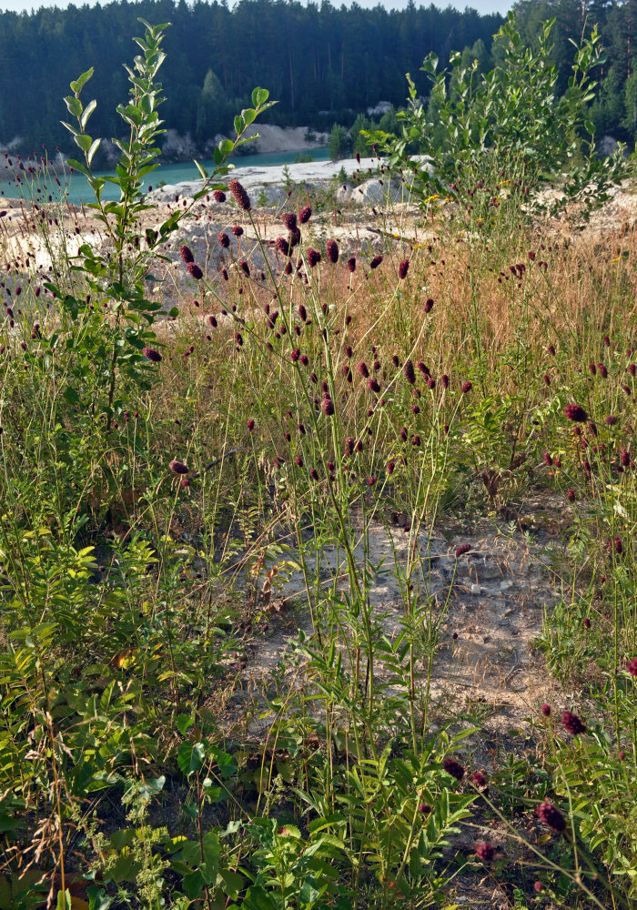 Image of Sanguisorba officinalis specimen.