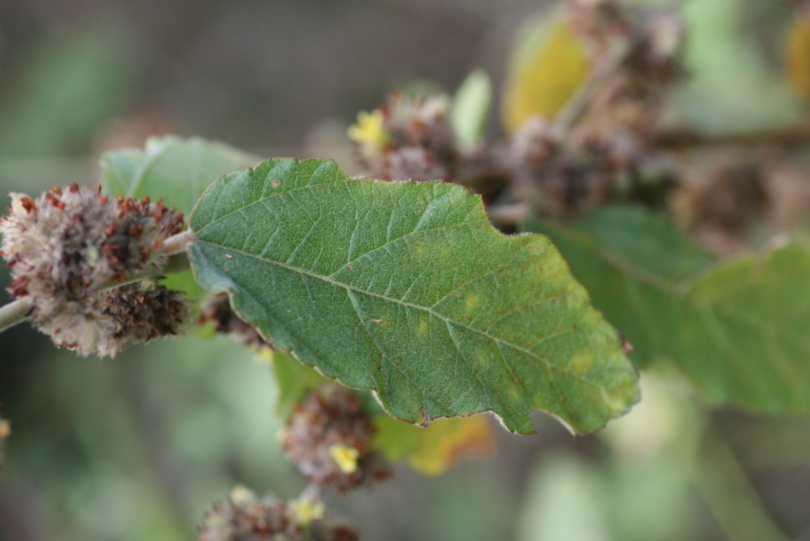 Image of Waltheria indica specimen.