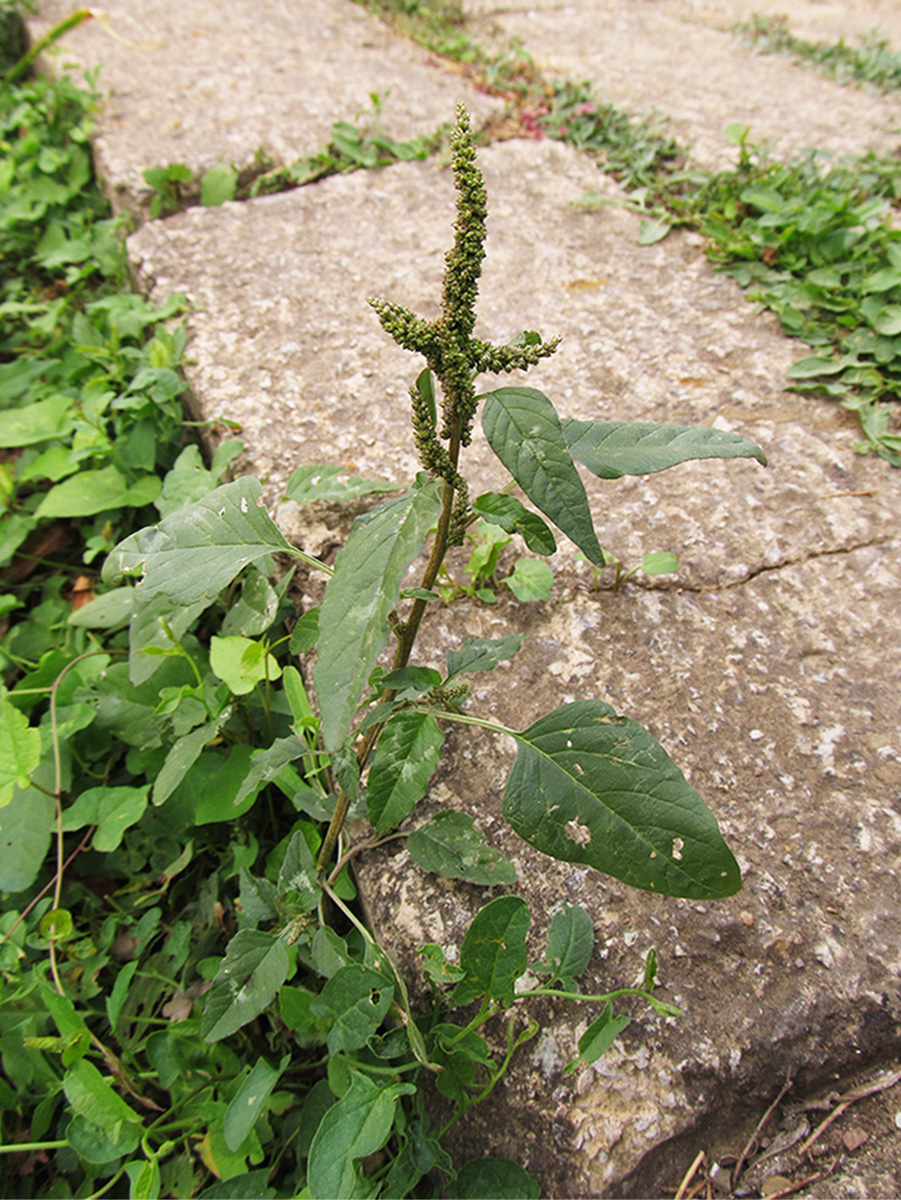Изображение особи Amaranthus viridis.