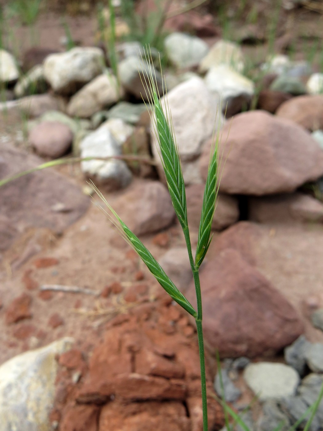 Image of Trachynia distachya specimen.