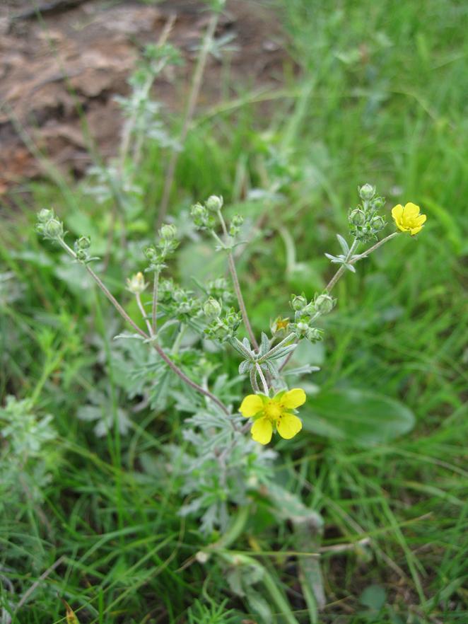 Изображение особи Potentilla argentea.