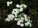 Achillea impatiens. Соцветия с сидящей мухой. Иркутская обл., Иркутский р-н, ур. Падь Еловая, смешанный лес. 20.07.2020.