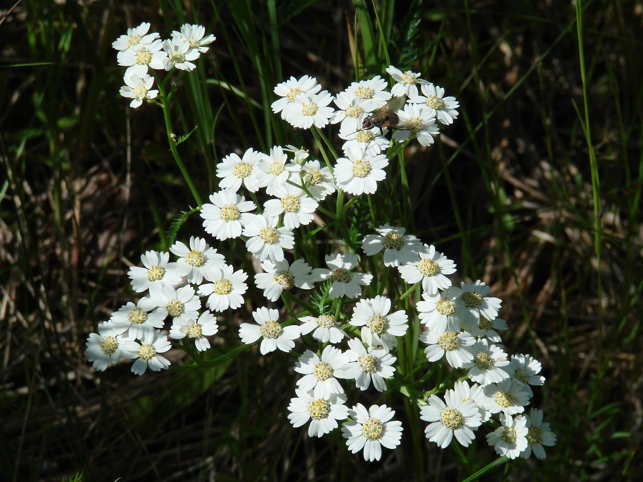 Изображение особи Achillea impatiens.