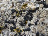 class Lecanoromycetes. Талломы. Кабардино-Балкария, Эльбрусский р-н, долина р. Ирикчат, ок. 2800 м н.у.м., камень. 06.07.2020.