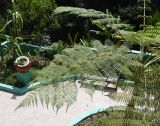 familia Cyatheaceae