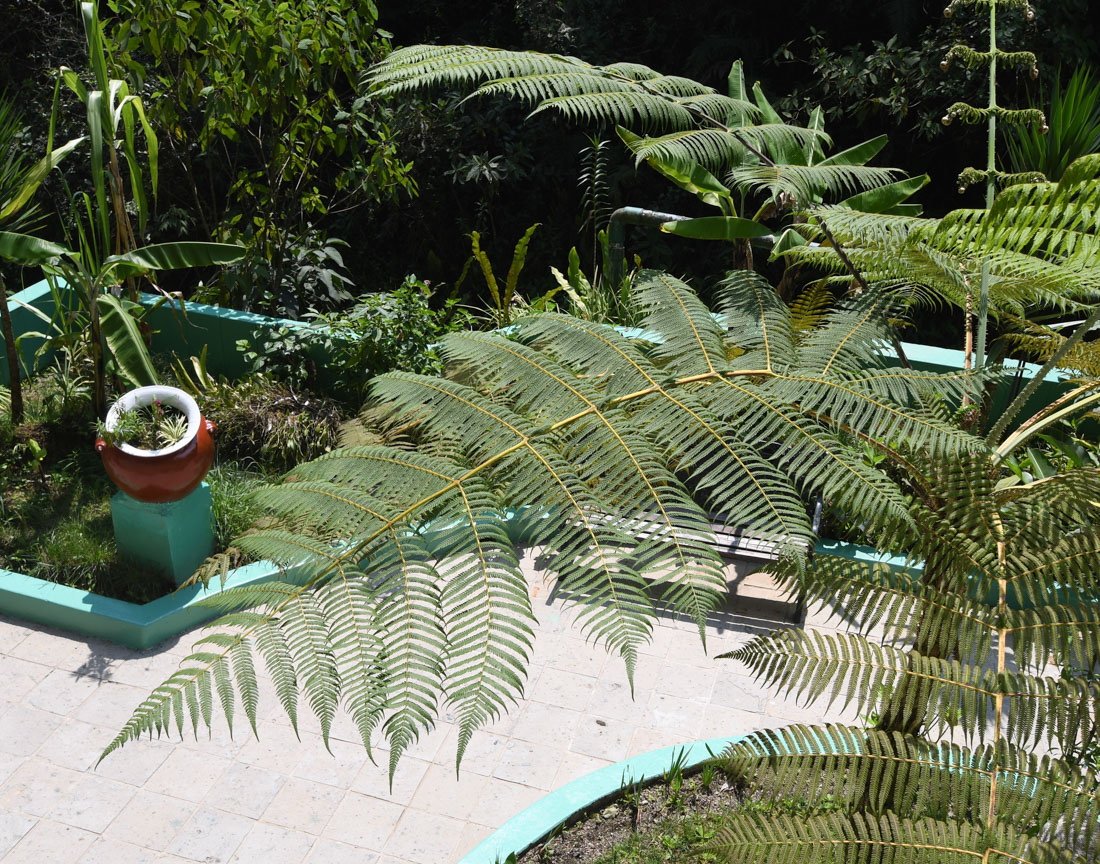 Изображение особи семейство Cyatheaceae.