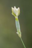 Dianthus lanceolatus