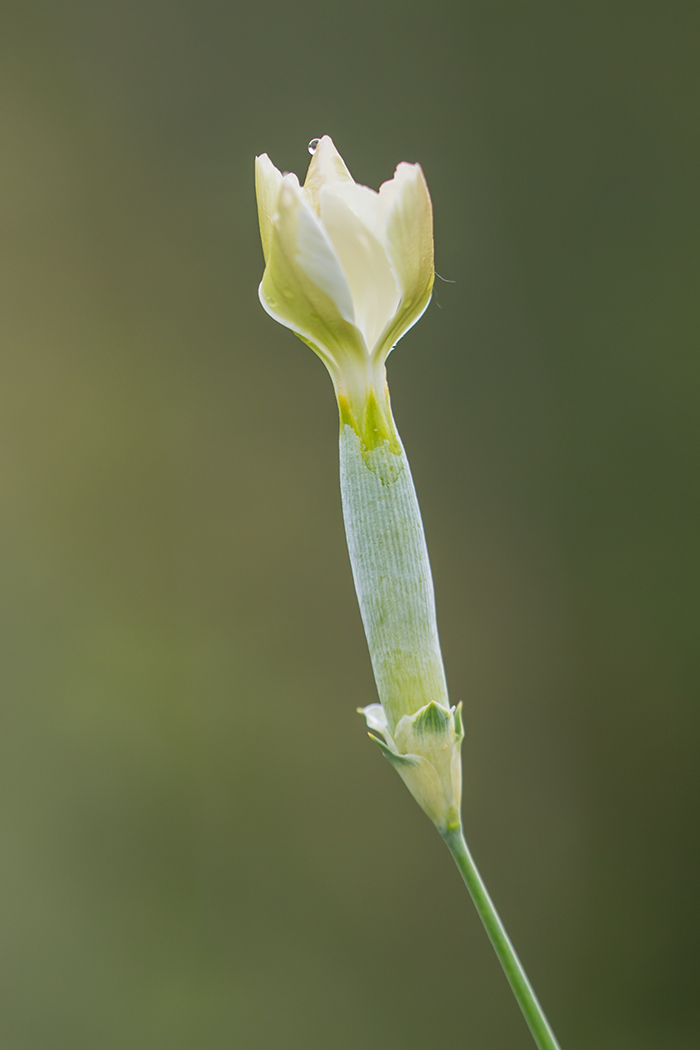 Image of Dianthus lanceolatus specimen.