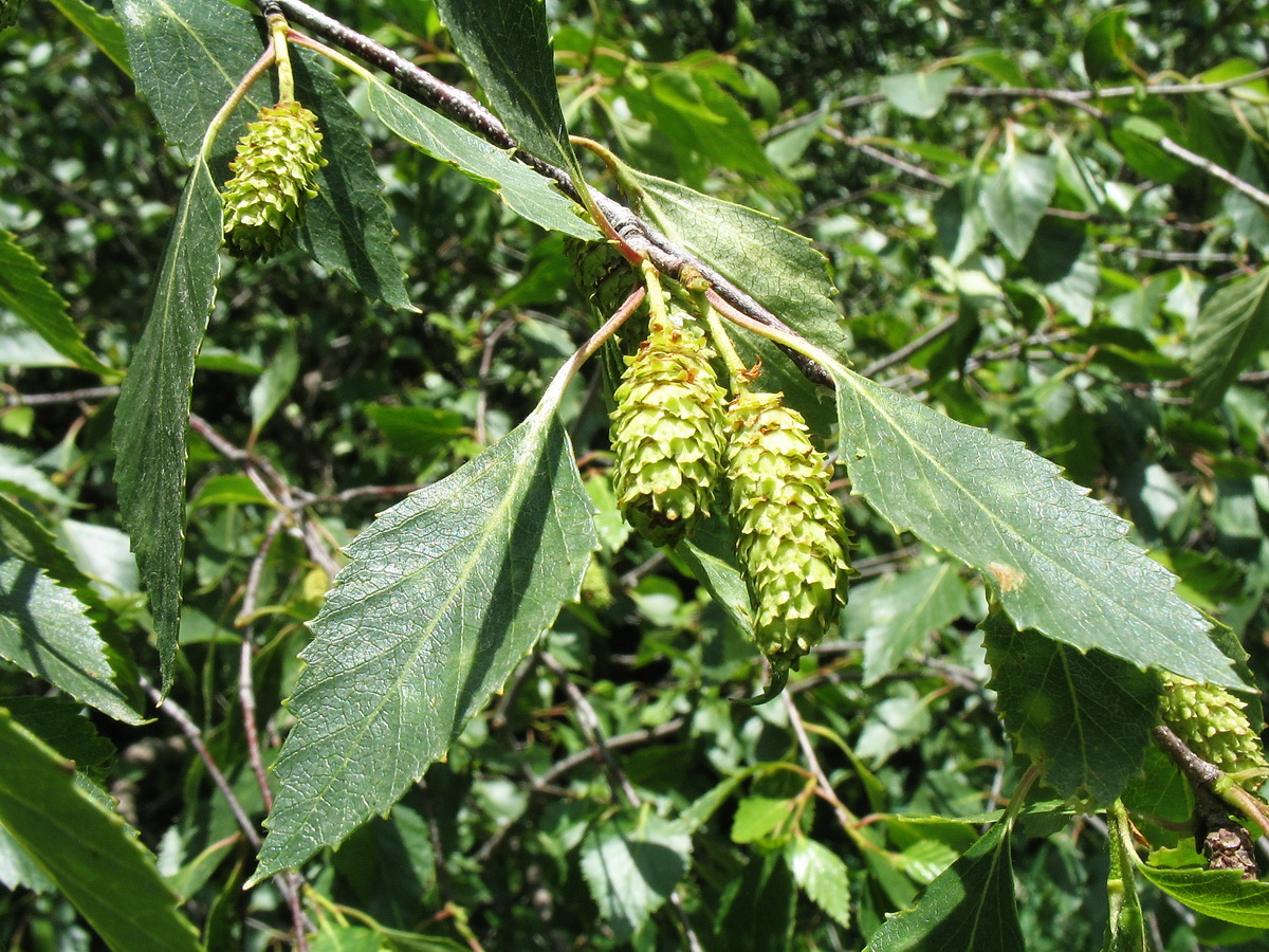 Image of Betula tianschanica specimen.