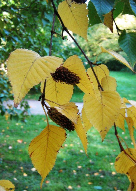 Изображение особи Betula ermanii.