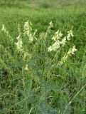 Astragalus galegiformis. Верхушка цветущего растения. Кабардино-Балкария, Эльбрусский р-н, окр. с. Нейтрино, ок. 1850 м н.у.м., субальпийский луг. 09.07.2020.