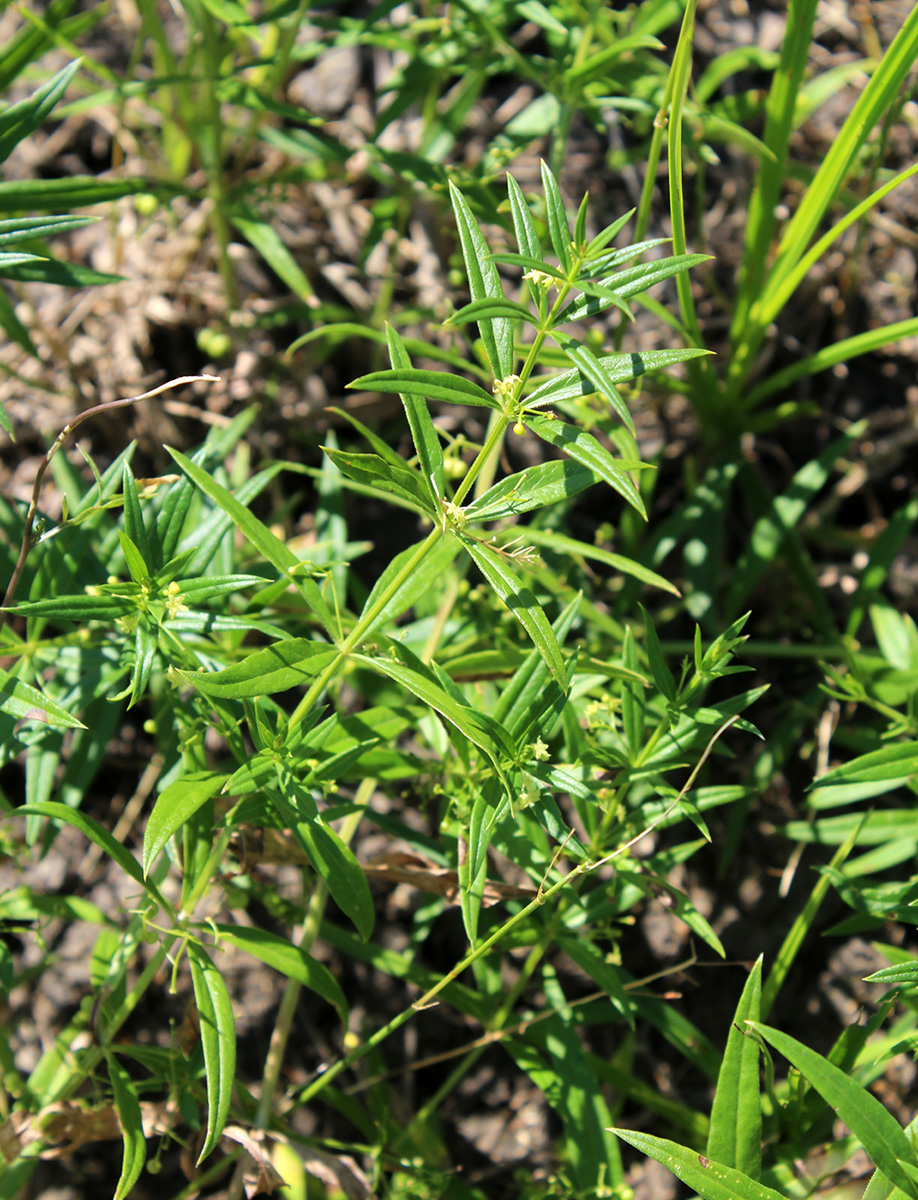 Image of Rubia tatarica specimen.