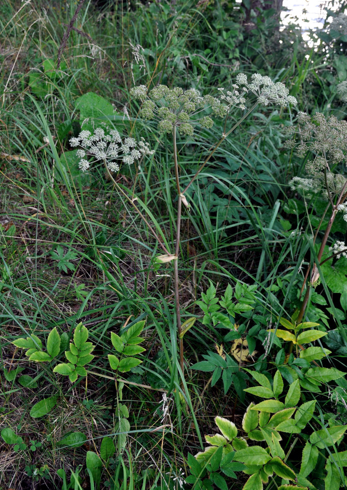 Изображение особи Angelica sylvestris.