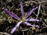 Bulbocodium versicolor