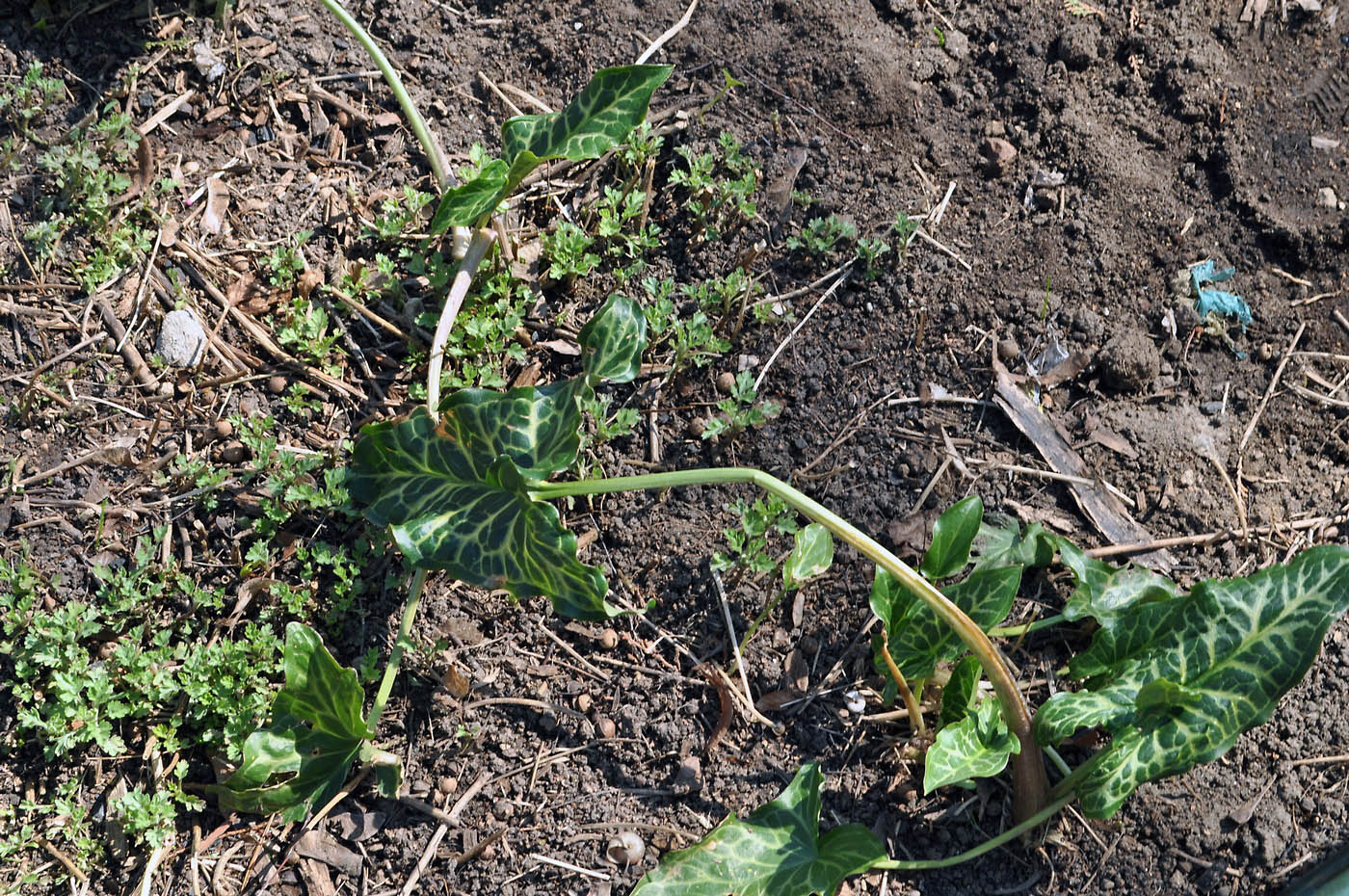 Image of Arum italicum specimen.