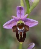 Ophrys oestrifera. Цветок с некоторыми признаками Ophrys mammosa (короткие боковые \"рога\", упрощённый рисунок и узкий придаток губы). Краснодарский край, м/о город-курорт Анапа, окр. с. Большой Утриш, можжевеловый лес. 3 мая 2021 г.