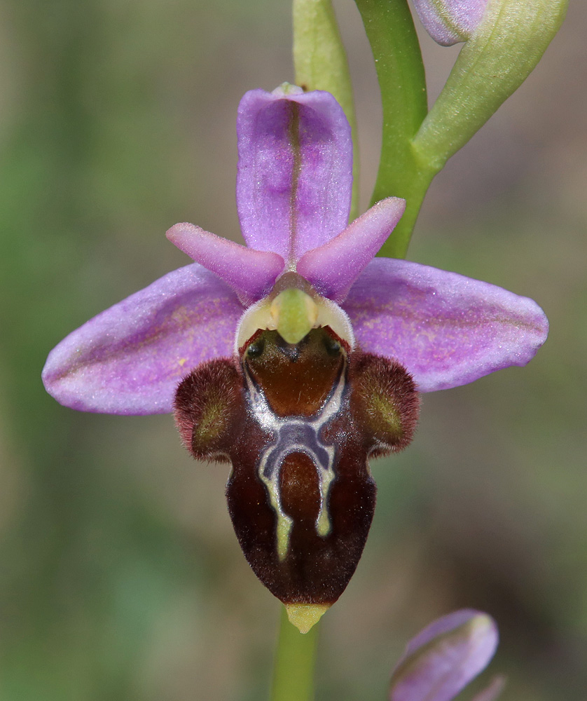 Изображение особи Ophrys oestrifera.