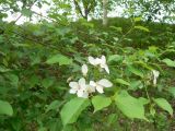 Malus baccata. Цветущая веточка. Хабаровский край, г. Хабаровск, ул. Ульяновская 60, на берегу Амурской протоки. 02.06.2013.