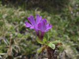 Primula integrifolia. Побег с соцветием. Испания, автономное сообщество Каталония, провинция Жирона, комарка Рипольес, муниципалитет Сеткасес, курорт \"Вальтер 2000\", ≈2200 м н.у.м., каменистый луг. 01.06.2021.