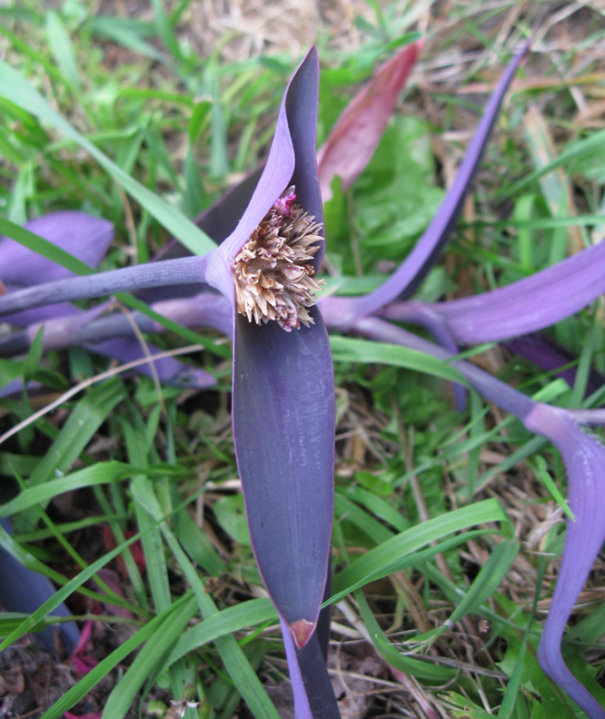 Image of Tradescantia pallida specimen.