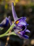 Delphinium peregrinum