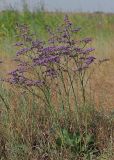 Limonium gmelinii