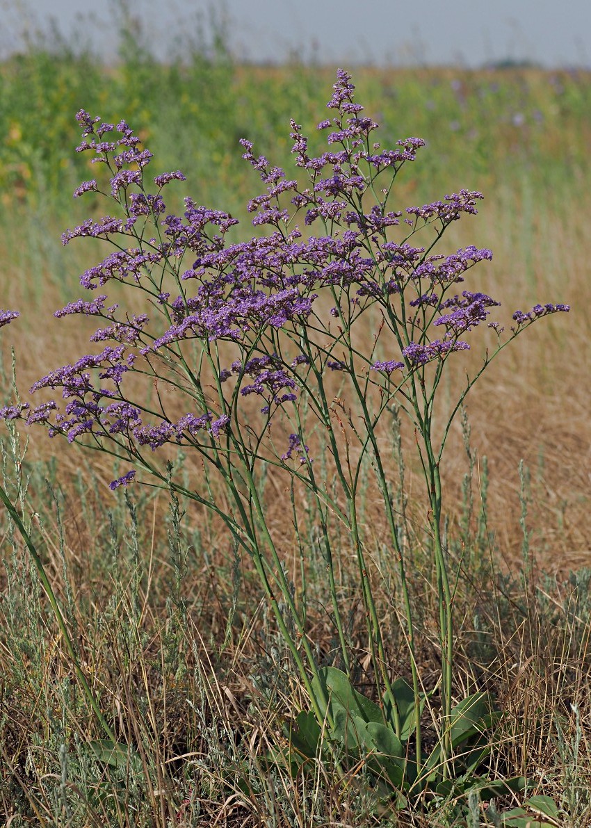 Image of Limonium gmelinii specimen.