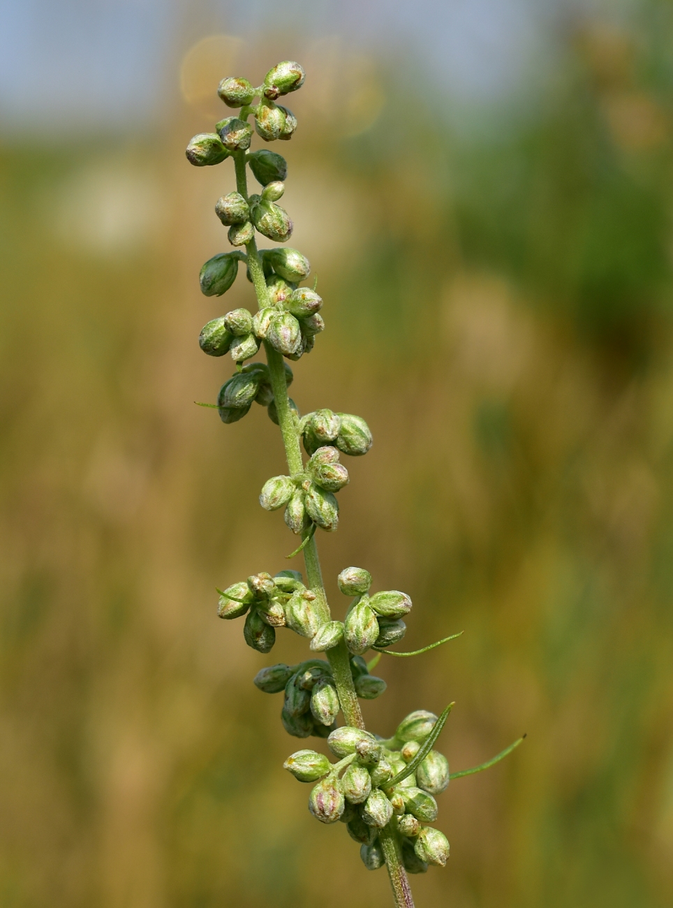 Изображение особи Artemisia vulgaris.