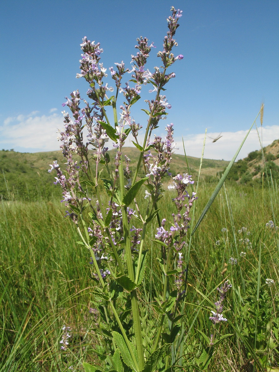 Изображение особи Nepeta nuda.