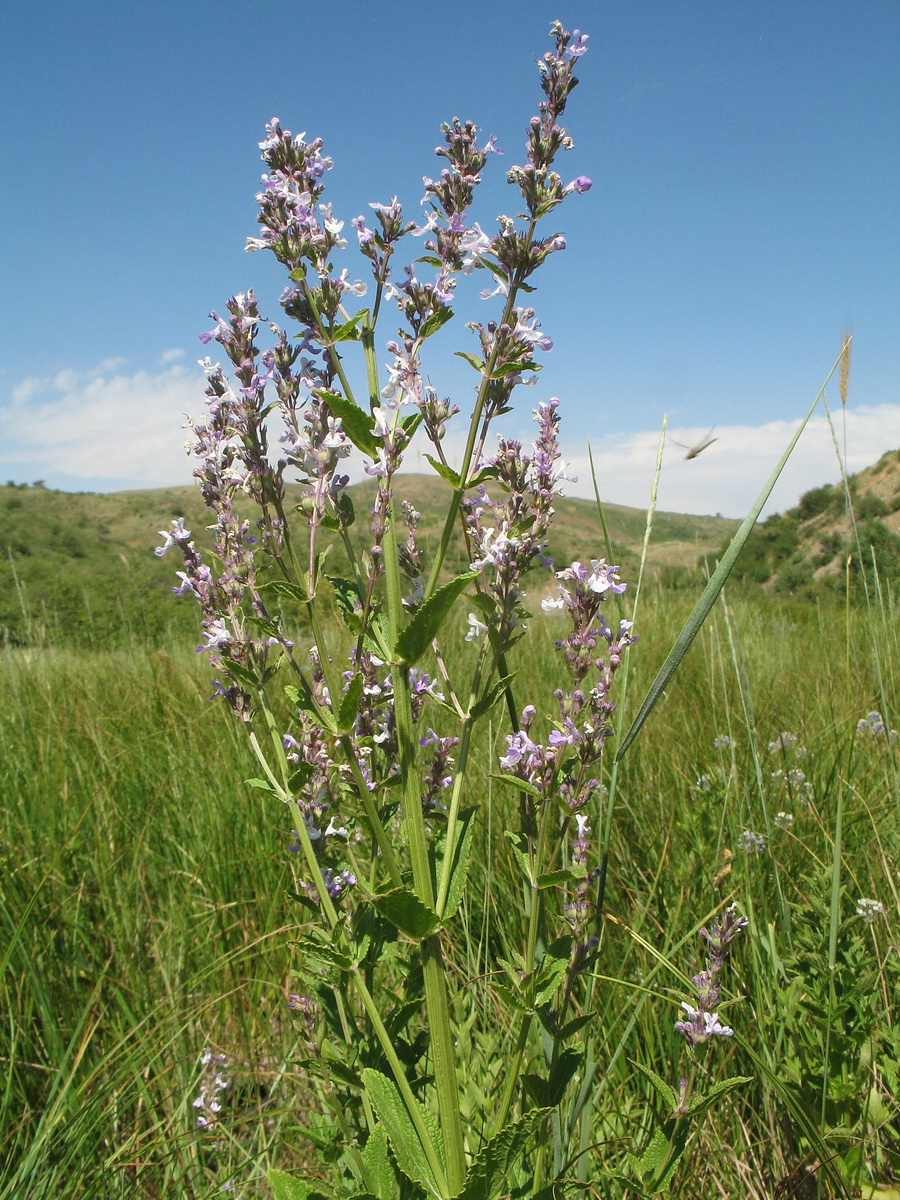 Image of Nepeta nuda specimen.