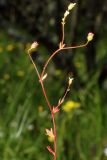 Saxifraga tridactylites