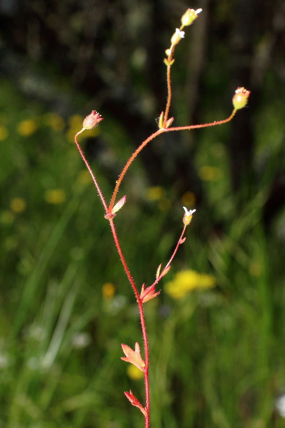 Изображение особи Saxifraga tridactylites.