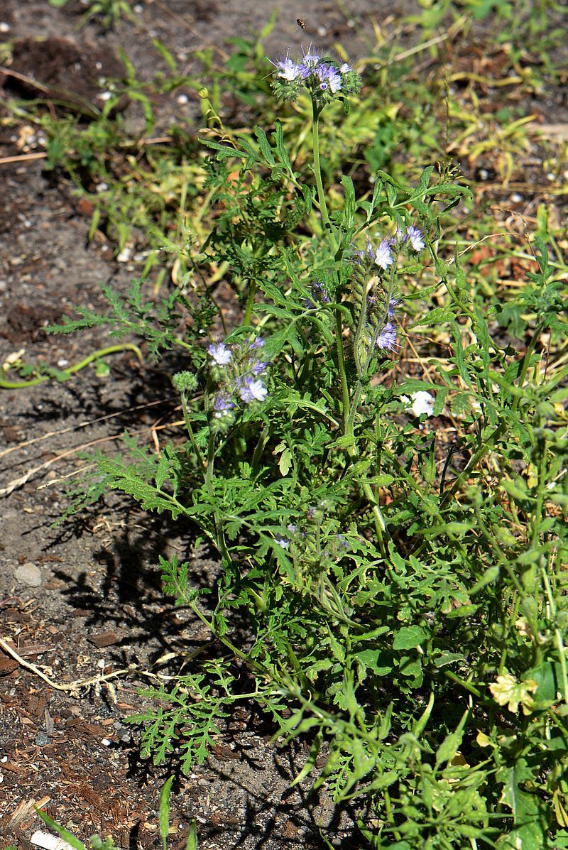 Изображение особи Phacelia tanacetifolia.