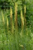 Pedicularis incarnata