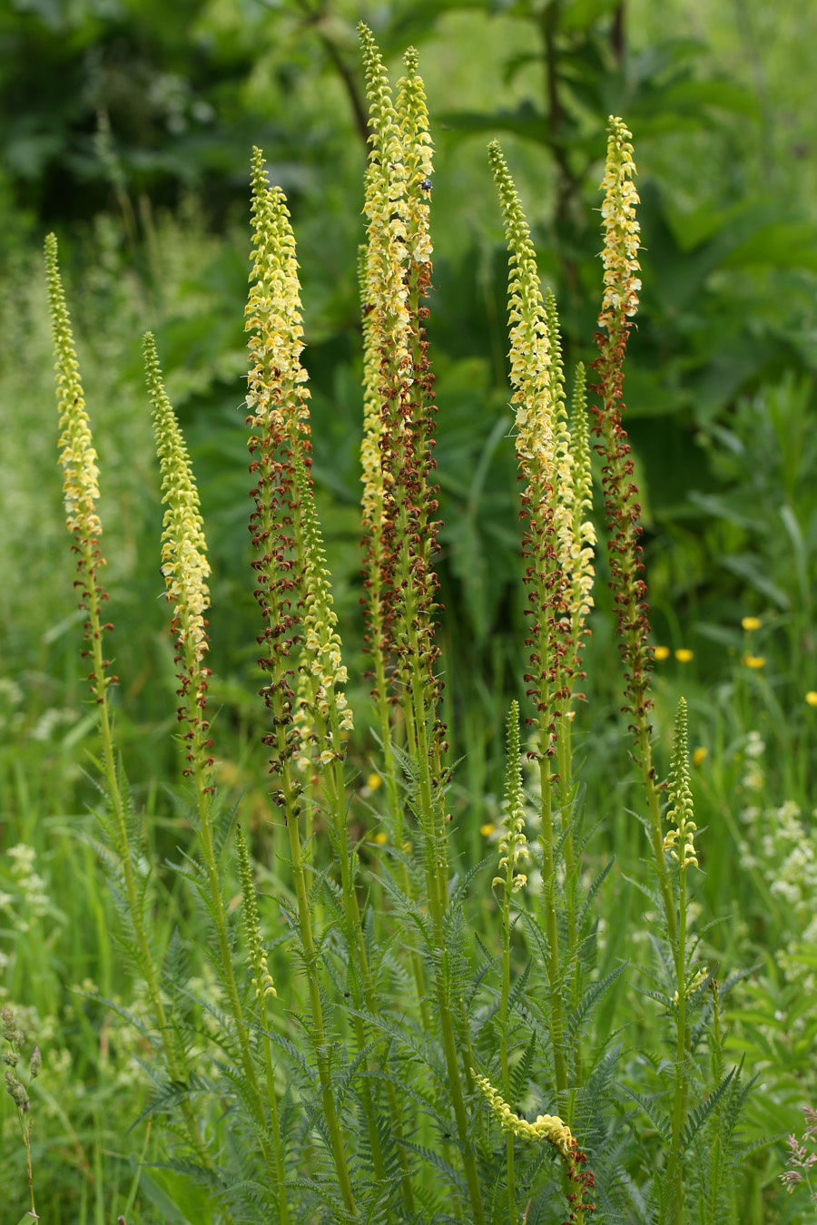 Изображение особи Pedicularis incarnata.